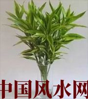 伊春十二生肖养什么植物最旺财运？你知道吗！